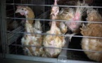 Un élevage géant de poules pondeuses mis au ban après une nouvelle vidéo choc