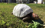 Une tortue sauvée par une carapace imprimée en 3D
