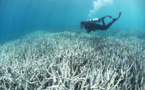Australie: hécatombe de coraux sur la Grande barrière