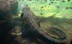 Baignade nocturne en Australie: une femme happée par un crocodile