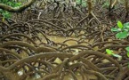 Un projet valorisant la mangrove en Nouvelle-Calédonie primé
