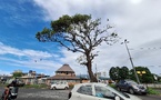 “L’arbre aux oiseaux” bientôt élagué à Taravao