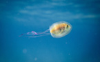 Comme un poisson dans une méduse
