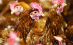 Une nouvelle exploitation de poules pondeuses victime de la salmonellose