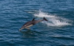 Vers la création du premier sanctuaire marin pour les dauphins en Amérique du Nord