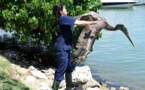 A Miami, au chevet des pélicans et des animaux exotiques