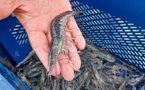 ​Quelles mesures pour sauver la crevette bleue ?
