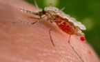 Paludisme: des parasites résistants au principal antipaludéen confinés à l'Asie