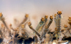 Découverte d'anticorps capables de "neutraliser" le virus Zika et la dengue