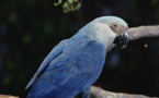 Brésil : un petit perroquet bleu vu dans la nature, plus de 15 ans après sa disparition