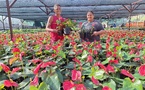 ​Ah-Lan Tching, au cœur des anthuriums