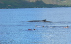 Le Pays se justifie sur les sorties baleines