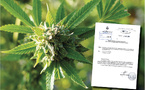 ​Cinq variétés de cannabis, sans effet stupéfiant, homologuées pour la culture en Polynésie française