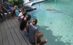 La doyenne des dauphins de Moorea est morte