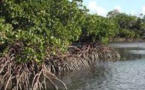La mangrove, un piège à carbone aux potentiels encore méconnus