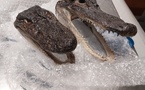Deux têtes d’alligators protégées découvertes dans les bagages d’une voyageuse