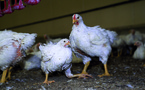 ​Le poulet brésilien interdit au Fenua