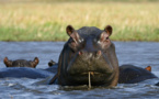 Des hippopotames, insolite héritage du capo Pablo Escobar en Colombie