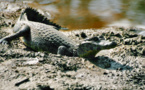 Dans un Paraguay asséché, des milliers de caïmans cherchent l'eau