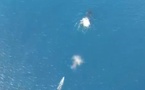 ​Taiarapu-Est : une baleine emmêlée à une bouée