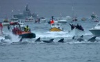 Iles Féroé : ouverture de la chasse controversée au dauphin pilote