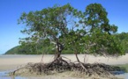 La mangrove victime du réchauffement en Australie