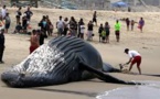 Argentine : une baleine échouée, puis secourue, puis retrouvée morte