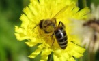 Biodiversité: les députés LR saisisssent le Conseil constitutionnel