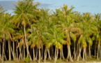 Un nouveau projet vise à sauvegarder la diversité des variétés de cocotiers dans les îles du Pacifique