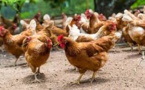 L’odeur du poulet éloigne le moustique responsable de la malaria