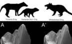 Un ancien marsupial carnivore découvert en Australie