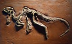 Un petit dinosaure révèle son anatomie cachée grâce aux rayons X