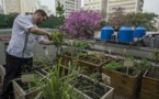 Au Brésil, les détritus des restaurants alimentent leurs propres potagers