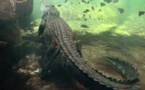 Indonésie: 340 euros de prime pour la capture d'un crocodile