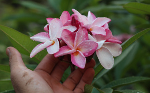 L’hibiscus et le bougainvillier ne sont pas les seules plantes à déchaîner les passions des jardiniers amateurs en Polynésie ; les frangipaniers offrent des dizaines de variétés à ceux qui ont la main verte et la place pour les planter 