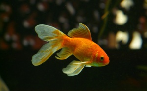 Les poissons rouges peuvent conduire sur terre, selon une étude israélienne