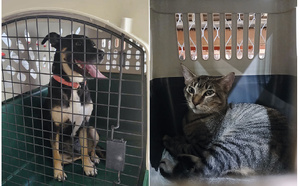 “On les a exfiltrées pour les sauver”