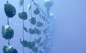 Maintien des précautions sur les écloseries de nacres