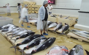 Pêche : une filière sous tension malgré des volumes élevés