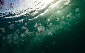 BBNJ : La Polynésie à l’heure de la haute mer