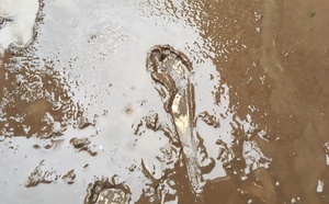 Six nouveaux cas de leptospirose