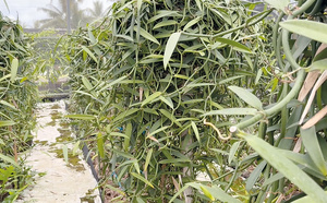 Un secteur de la vanille en plein essor à Hao