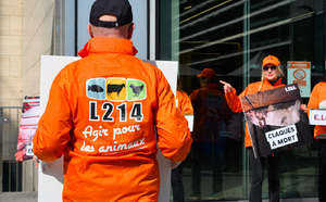 Vaches découpées en vie: L214 porte plainte contre un abattoir de Martinique