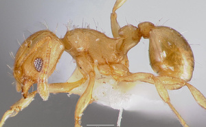 Un troisième foyer de fourmis électriques détecté dans le Var