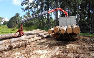 La filière bois cherche à se structurer