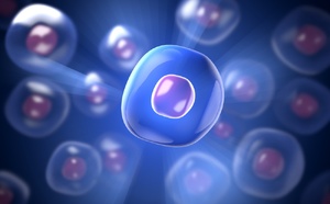 Deux conférences pour mieux comprendre les cellules souches mercredi et jeudi