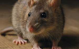 ​L’huile de coton pour lutter contre les rats