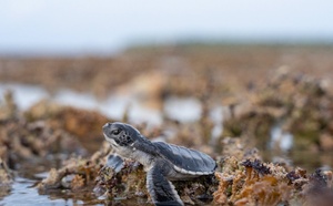 Une année record à Tetiaroa pour les bébés tortues