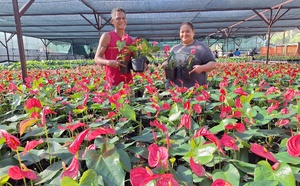 ​Ah-Lan Tching, au cœur des anthuriums