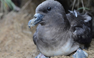 Le 12 août, on éteint les lumières pour les oiseaux
